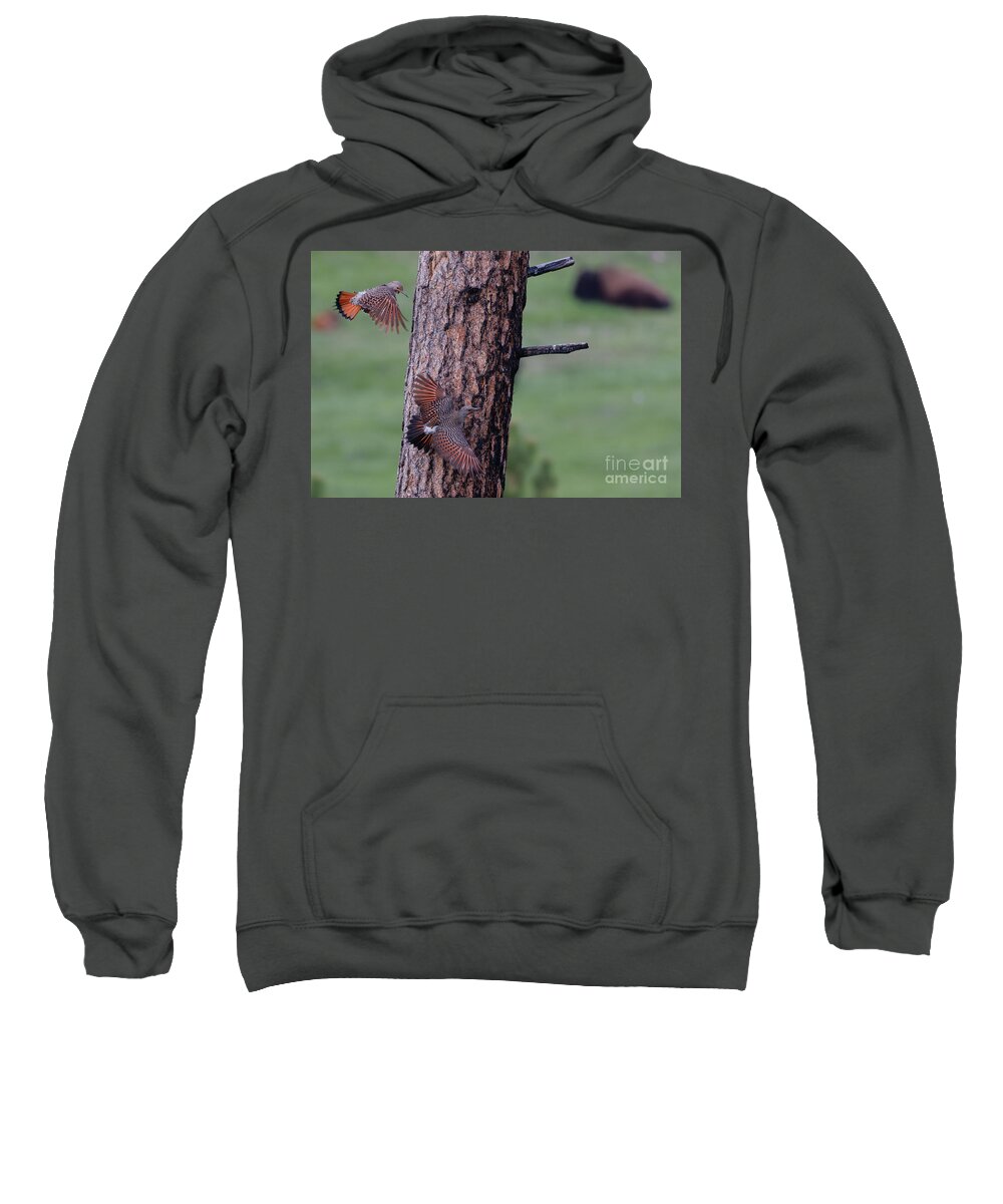 Northern Flicker Sweatshirt featuring the photograph Flickers in Custers State Park, South Dakota by Natural Focal Point Photography