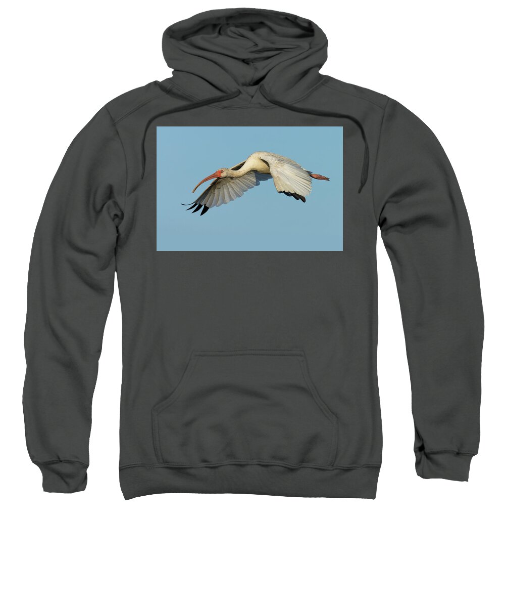 American White Ibis Sweatshirt featuring the photograph Flying Ibis - Up Close by RD Allen