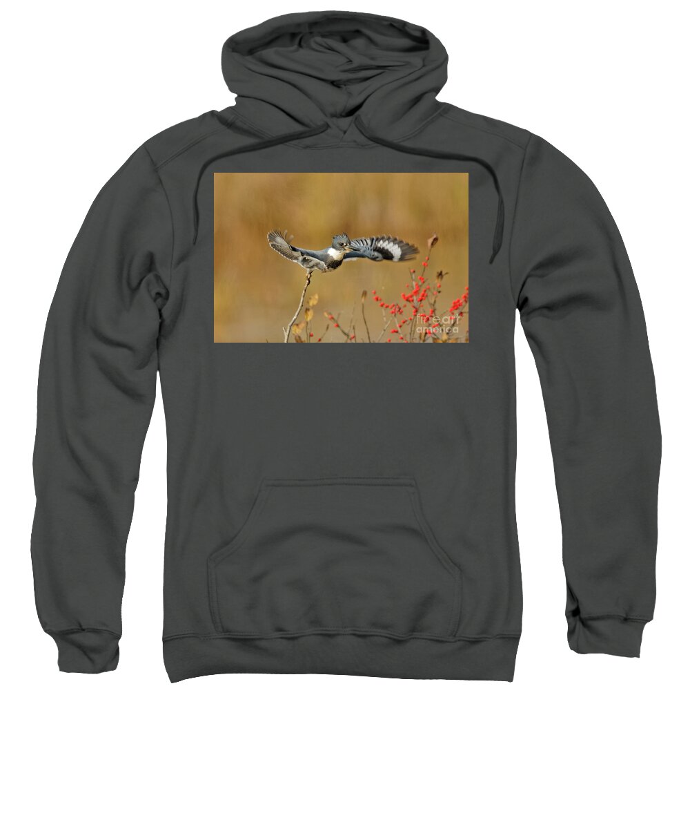 Bird Sweatshirt featuring the photograph Flying Kingfisher at Crex by Natural Focal Point Photography