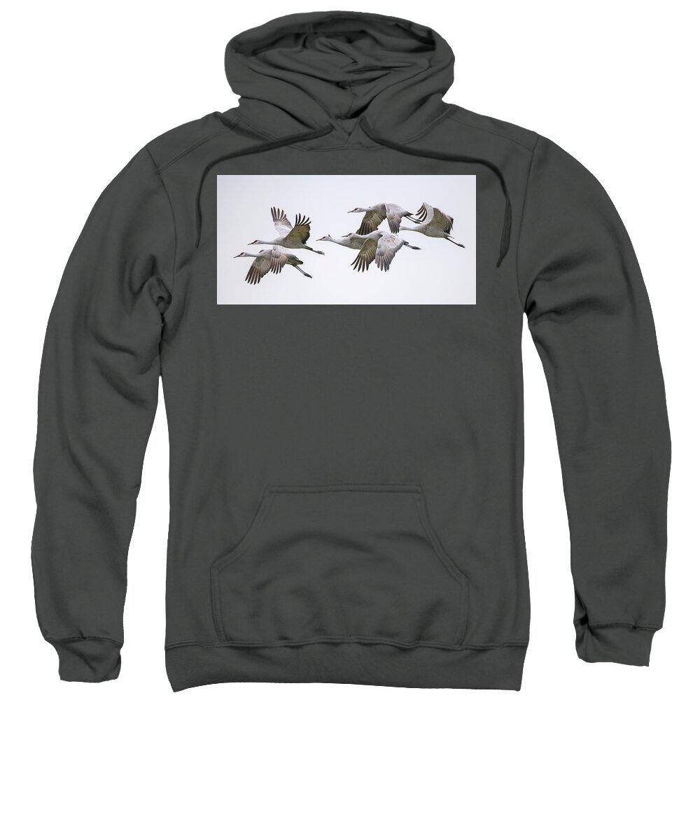 Sandhill Crane Sweatshirt featuring the photograph Flying Sandhill Cranes #1 by Carla Brennan