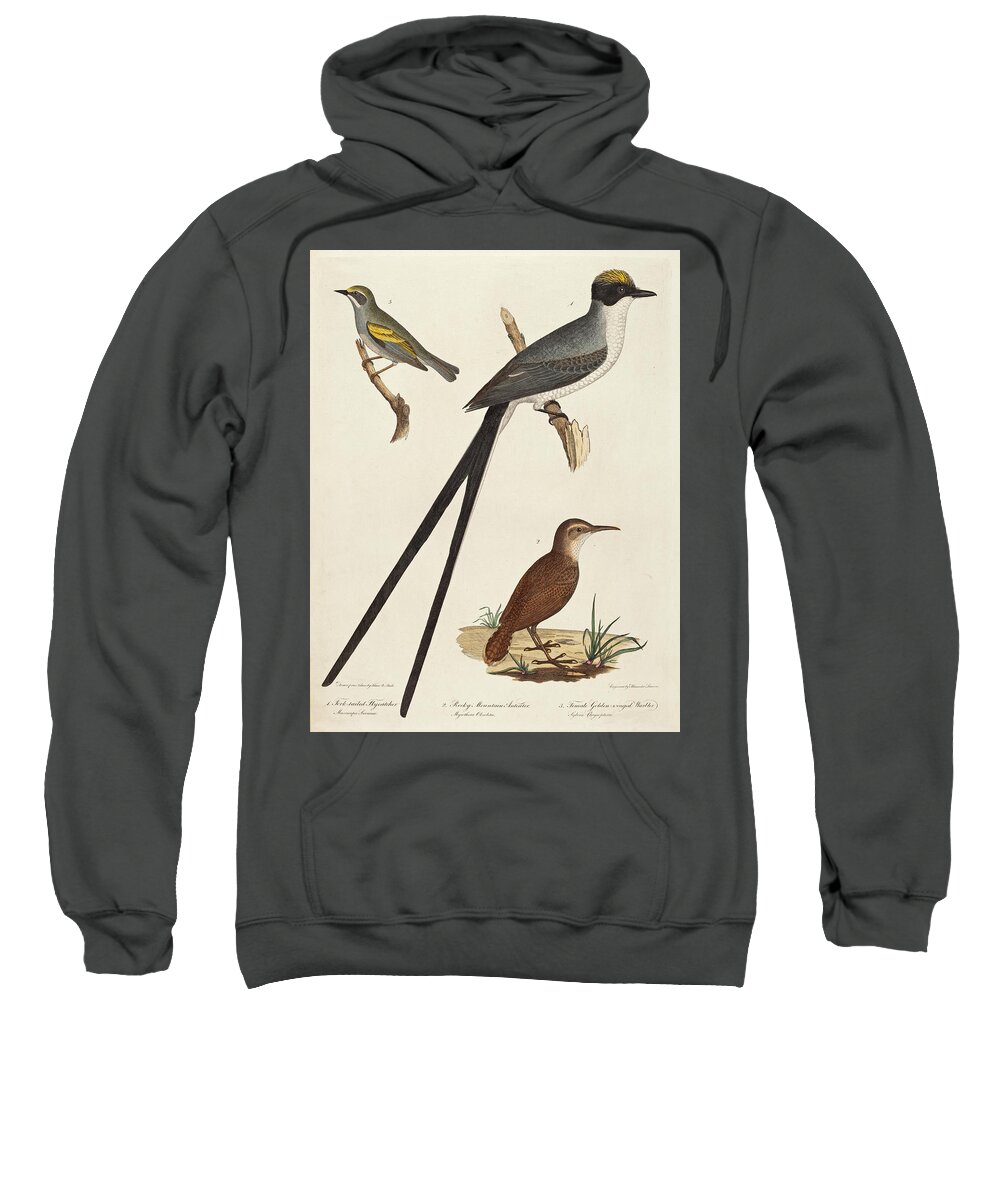 Alexander Lawson Sweatshirt featuring the drawing Fork-tailed Flycatcher, Rocky Mountain Anteater, and Female Golden-winged Warbler by Alexander Lawson