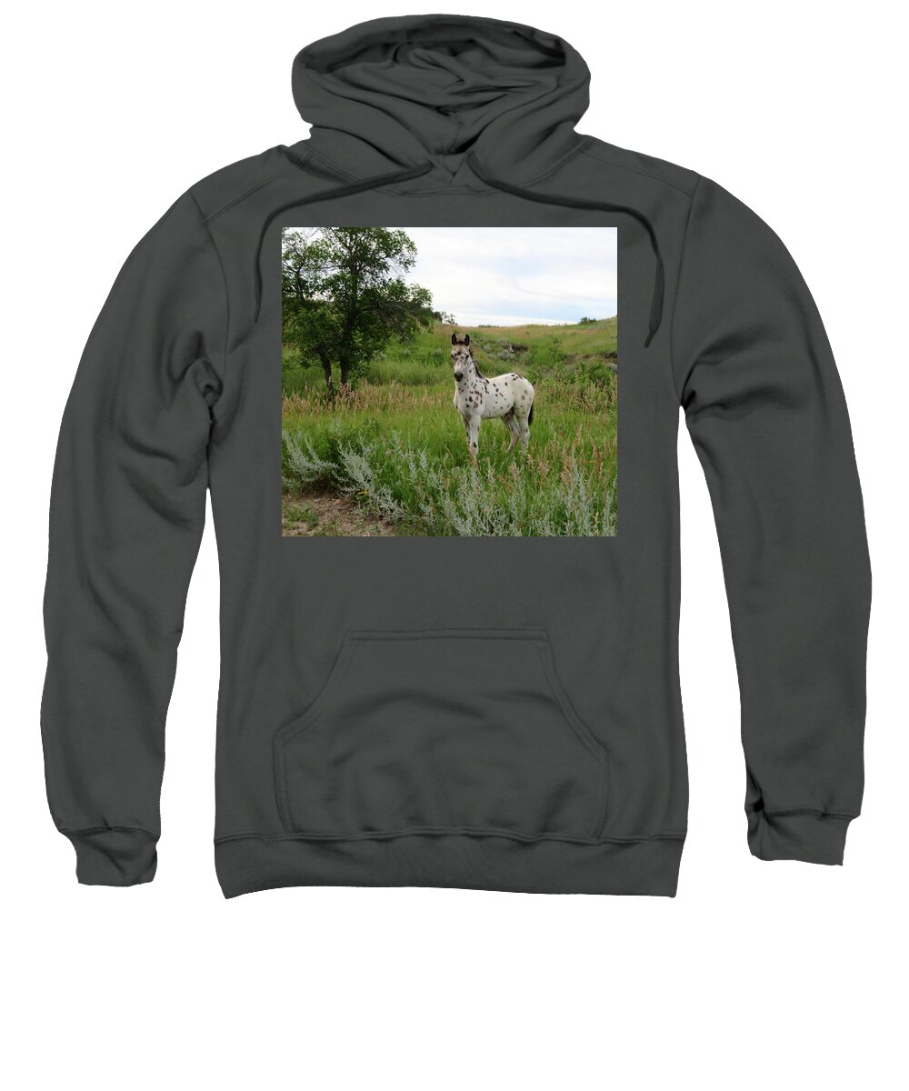 Horse Sweatshirt featuring the photograph Future Champion by Katie Keenan