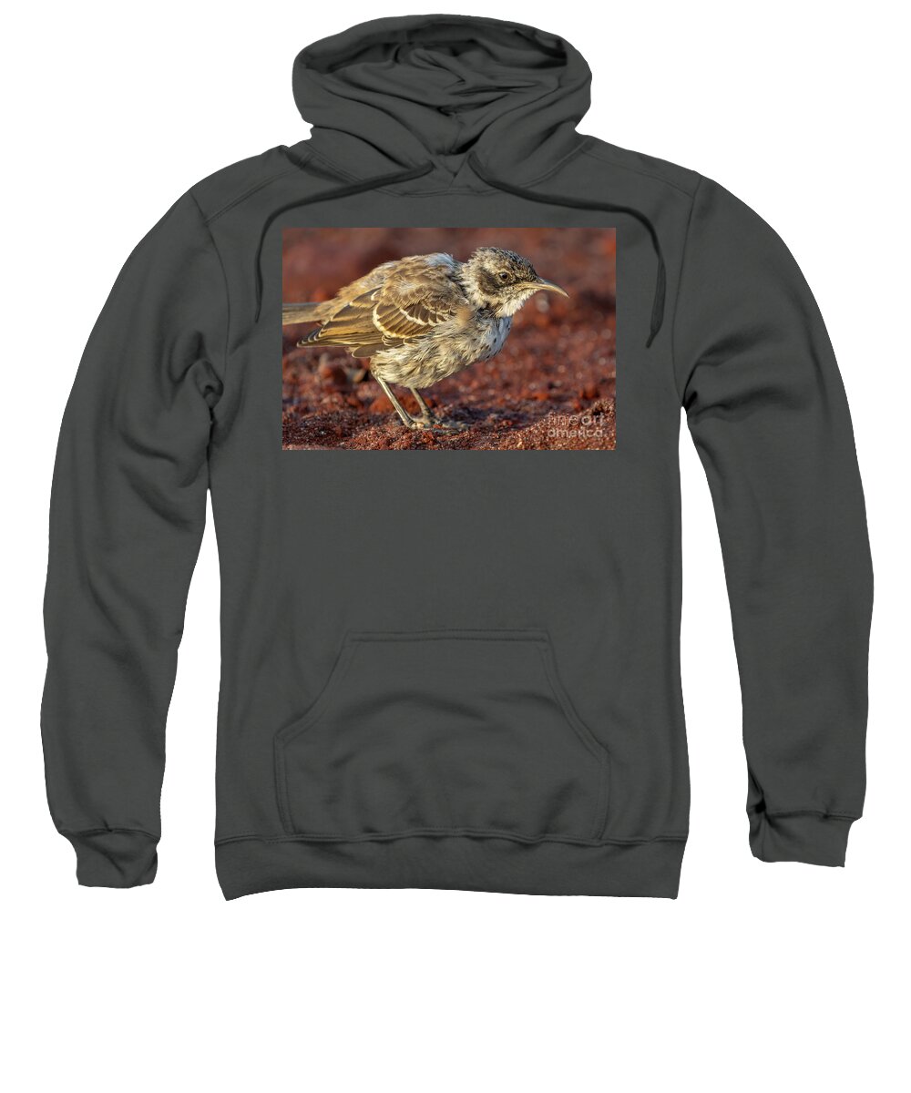 Ecuador Sweatshirt featuring the photograph Galapagos Mockingbird Juvenile on Red Sand of Rabida Island by Nancy Gleason