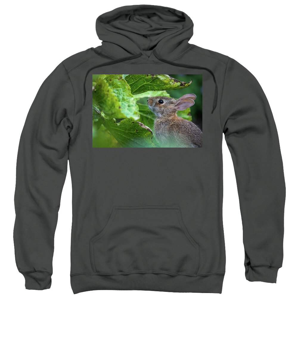 Wildlife Sweatshirt featuring the photograph Garden Rabbit by Lara Morrison