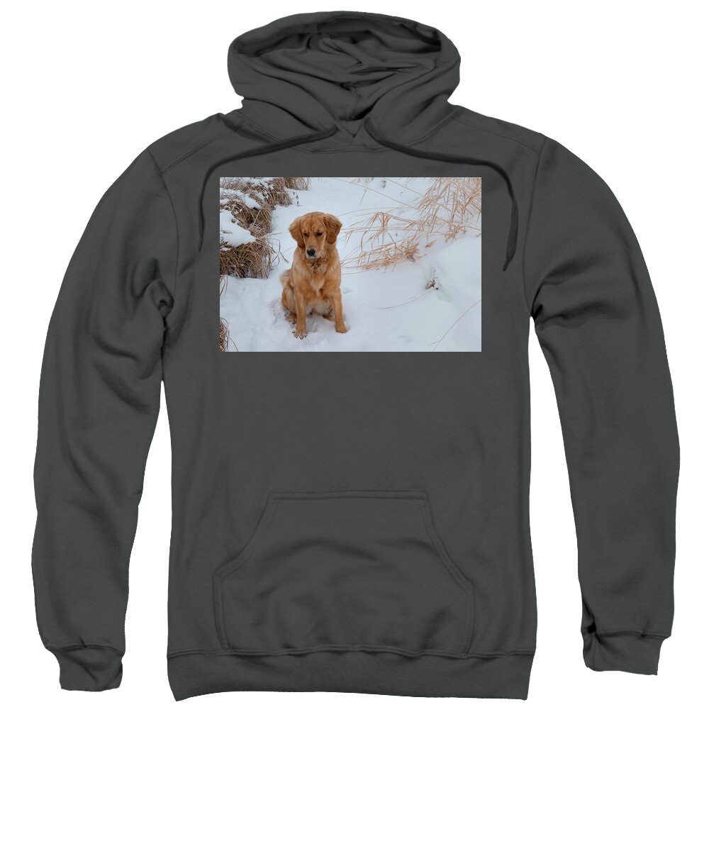 Gentle Sweatshirt featuring the photograph Gentle Dog In Snow by Karen Rispin