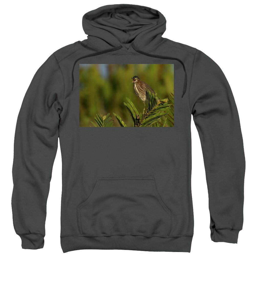 Green Heron Sweatshirt featuring the photograph GH Talking 1 by RD Allen