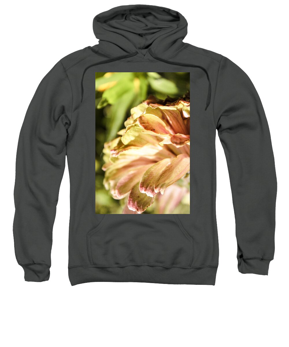 Zinnia Elegans Sweatshirt featuring the photograph Glowing Petals by W Craig Photography