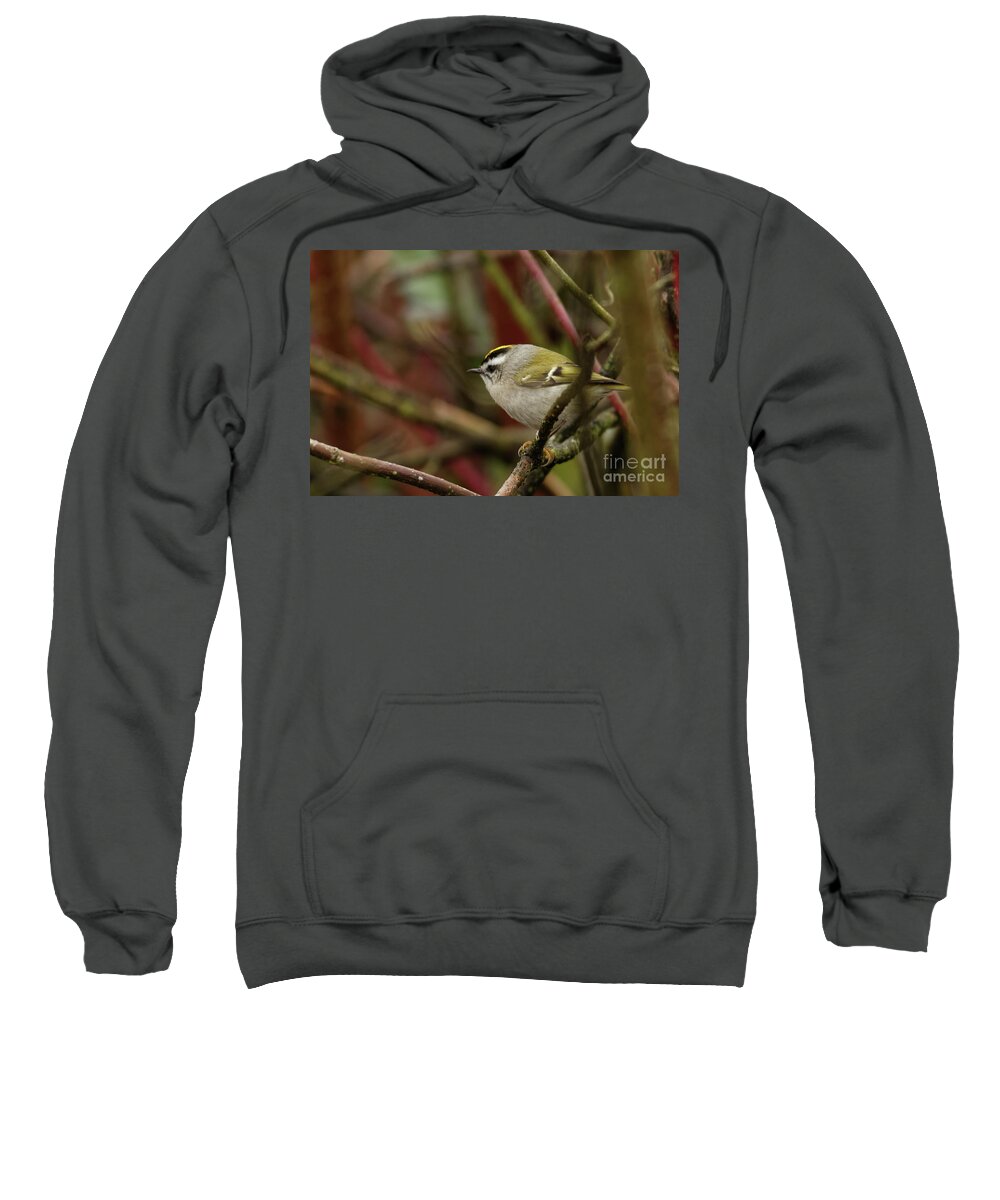 Kinglet Sweatshirt featuring the photograph Golden Crowned Kinglet Male by Natural Focal Point Photography