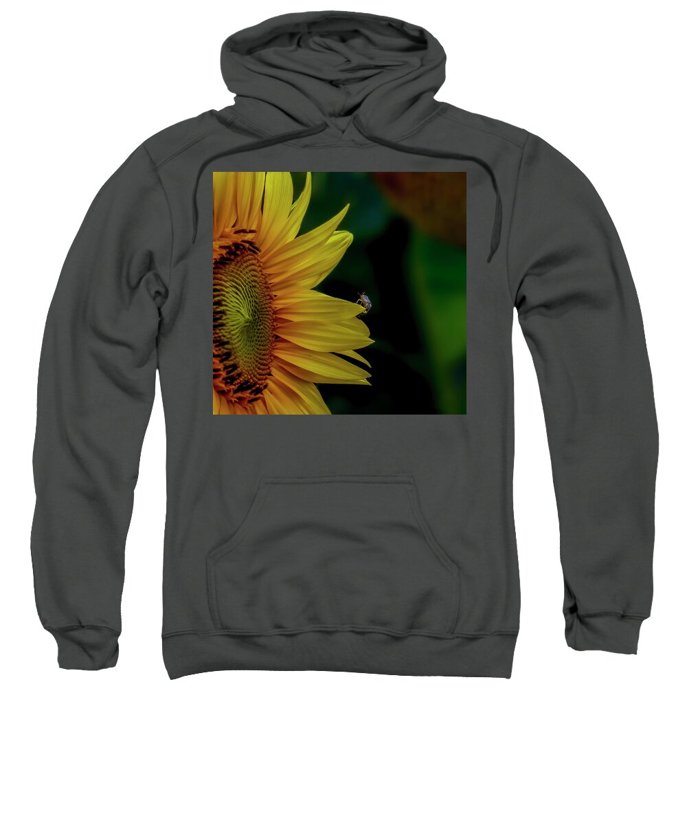 Sunflower Sweatshirt featuring the photograph Golden Slumber by Regina Muscarella