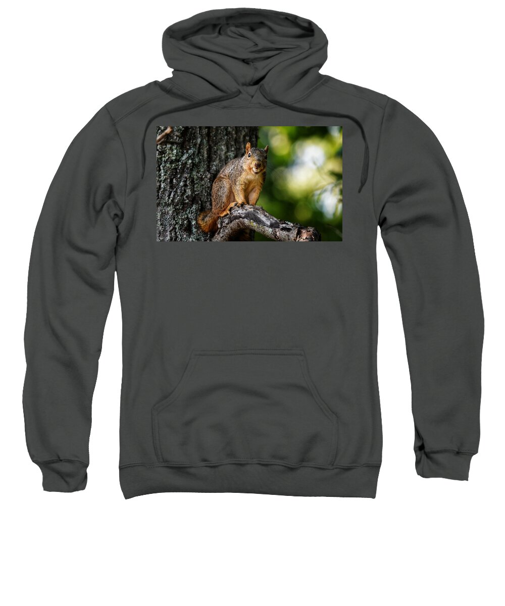Photo Sweatshirt featuring the photograph Got my nut by Evan Foster