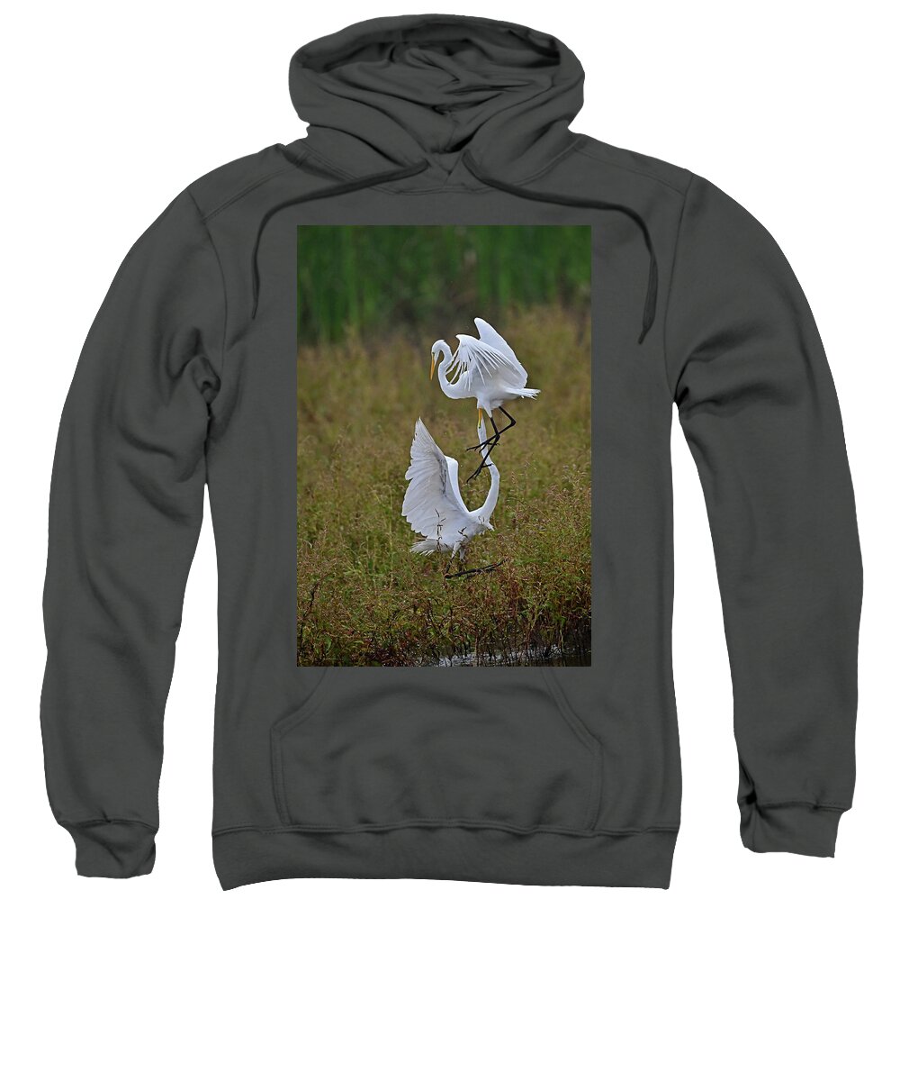 Ardea Alba Sweatshirt featuring the photograph Great Egret Fight by Amazing Action Photo Video
