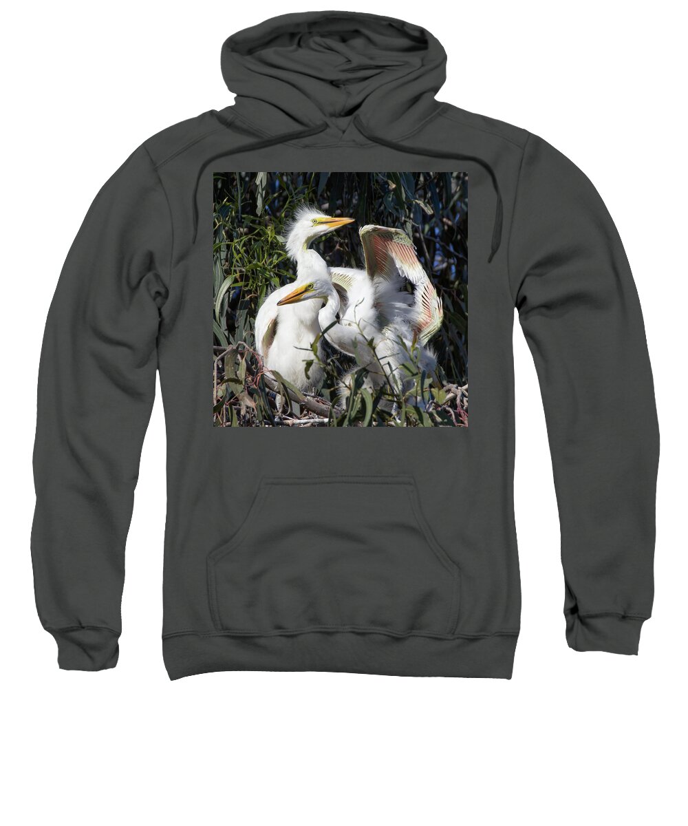 Egret Chicks Sweatshirt featuring the photograph Great White Egret Chicks Flapping Wings in Their Nest by Kathleen Bishop