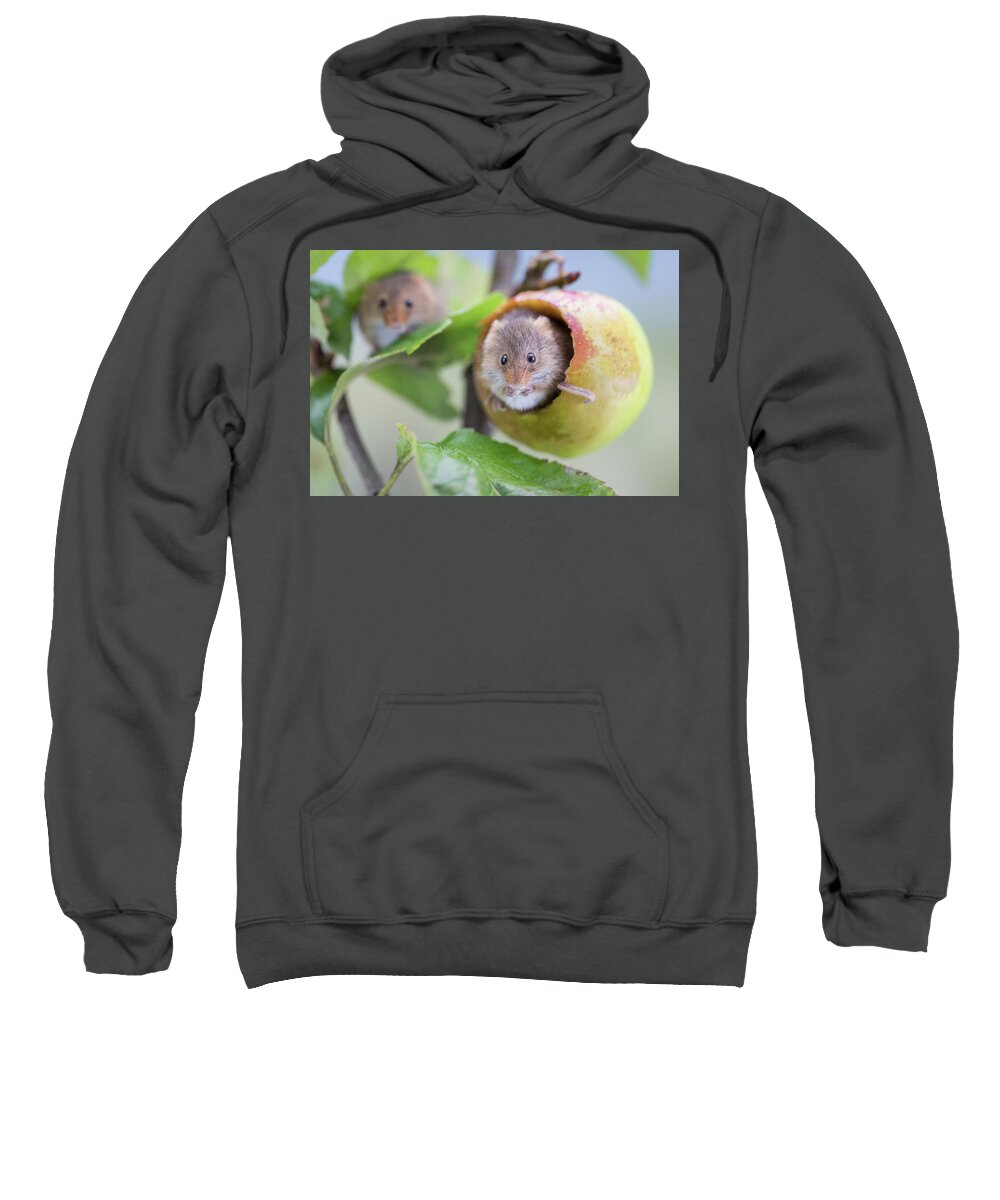 Apple Sweatshirt featuring the photograph Green apple mouse by Erika Valkovicova