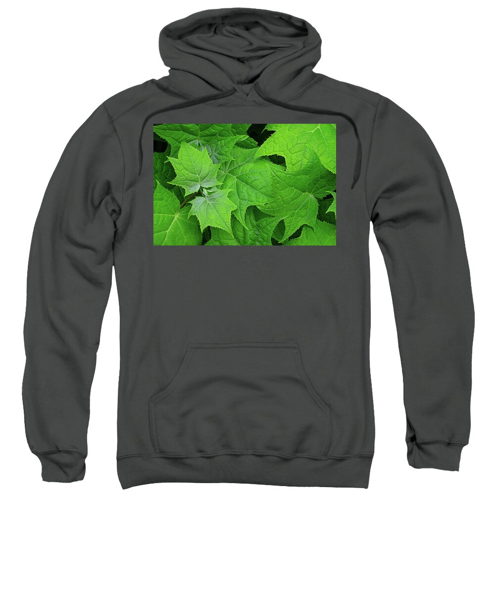 Maple Sweatshirt featuring the photograph Green maple leaves by Bernhard Schaffer