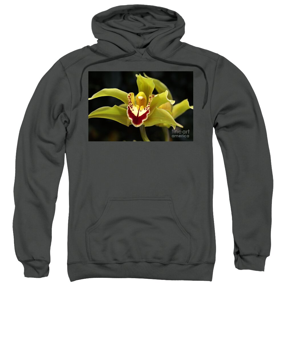 Asparagales Sweatshirt featuring the photograph Green Orchid Flower by Joy Watson