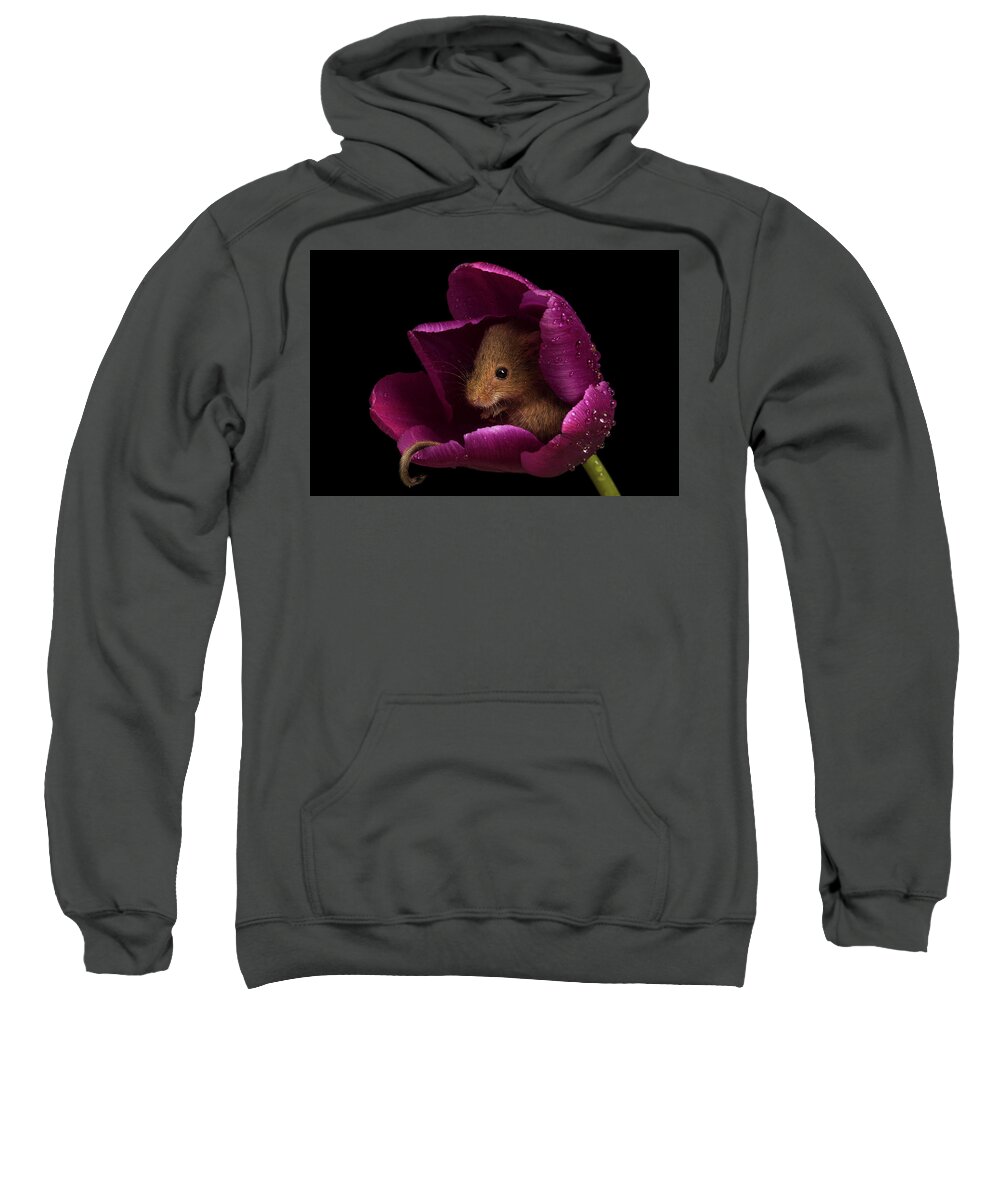 Harvest Sweatshirt featuring the photograph Harvest Mouse-3428 by Miles Herbert