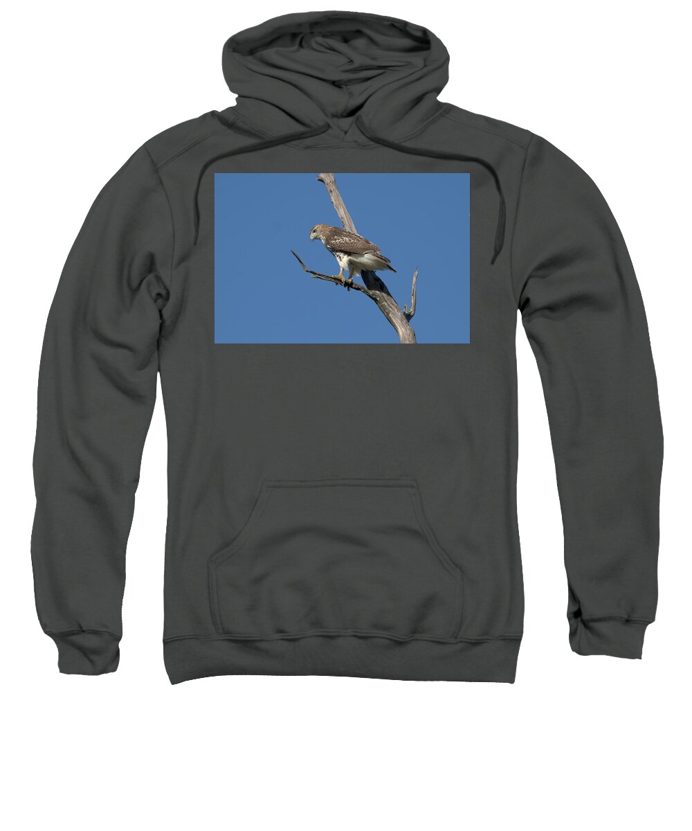 Bird Sweatshirt featuring the photograph Hawk on the hunt by Paul Ross