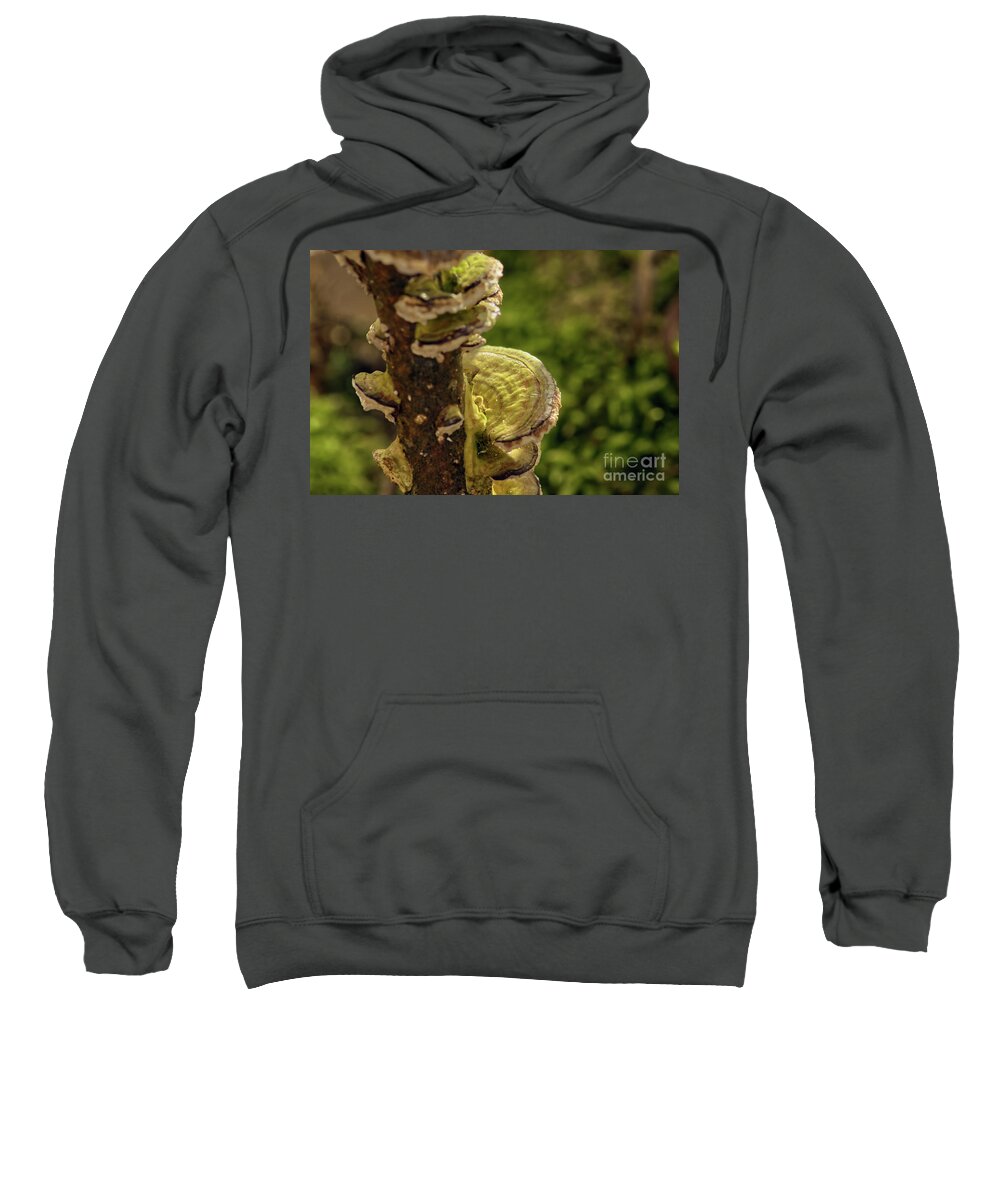 Affinity Photo Sweatshirt featuring the photograph Hen-of-the-wood by Pics By Tony