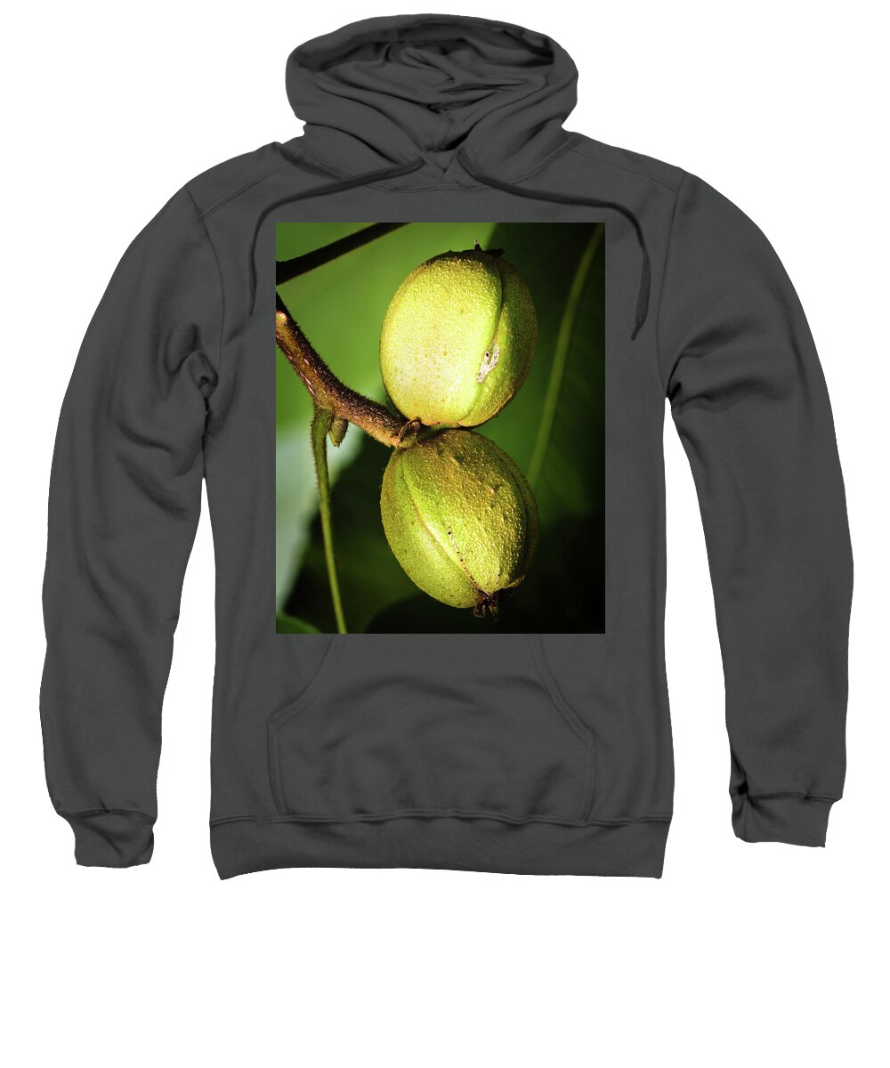 Hickory Sweatshirt featuring the photograph Hickory Nuts by Steven Nelson