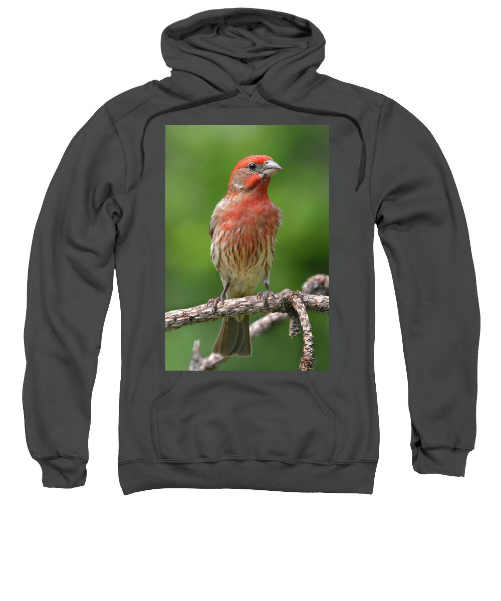 House Finch Sweatshirt featuring the photograph House Finch Portrait by Jerry Griffin