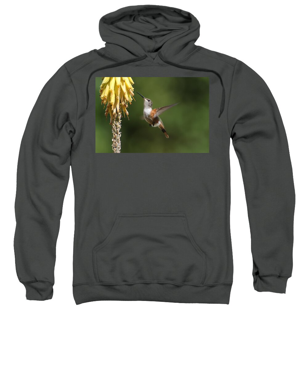 Humming Bird Sweatshirt featuring the photograph Humming Bird Zooming in for a Sip by Montez Kerr