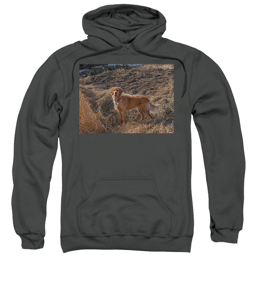 Hunting Dog Sweatshirt featuring the photograph Hunting Dog In The Field by Karen Rispin