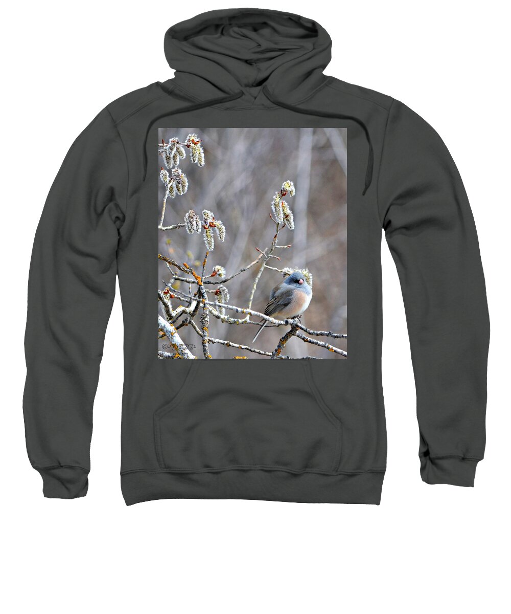 Junco Sweatshirt featuring the photograph Junco in Catkins #3 by Dorrene BrownButterfield