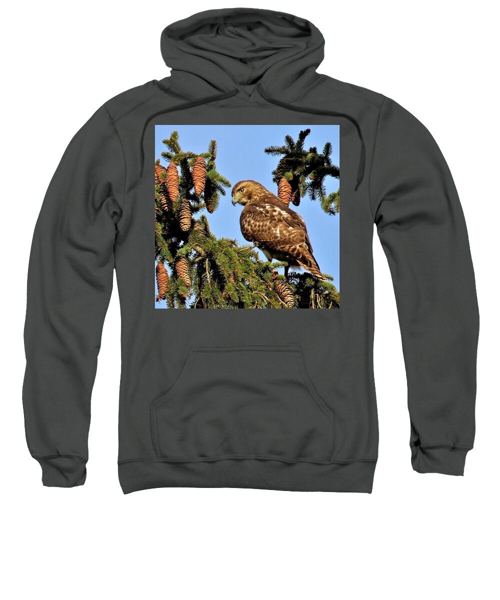 Birds Sweatshirt featuring the photograph Juvenile Red-Tailed Hawk Perched Among the Pine Cones by Linda Stern