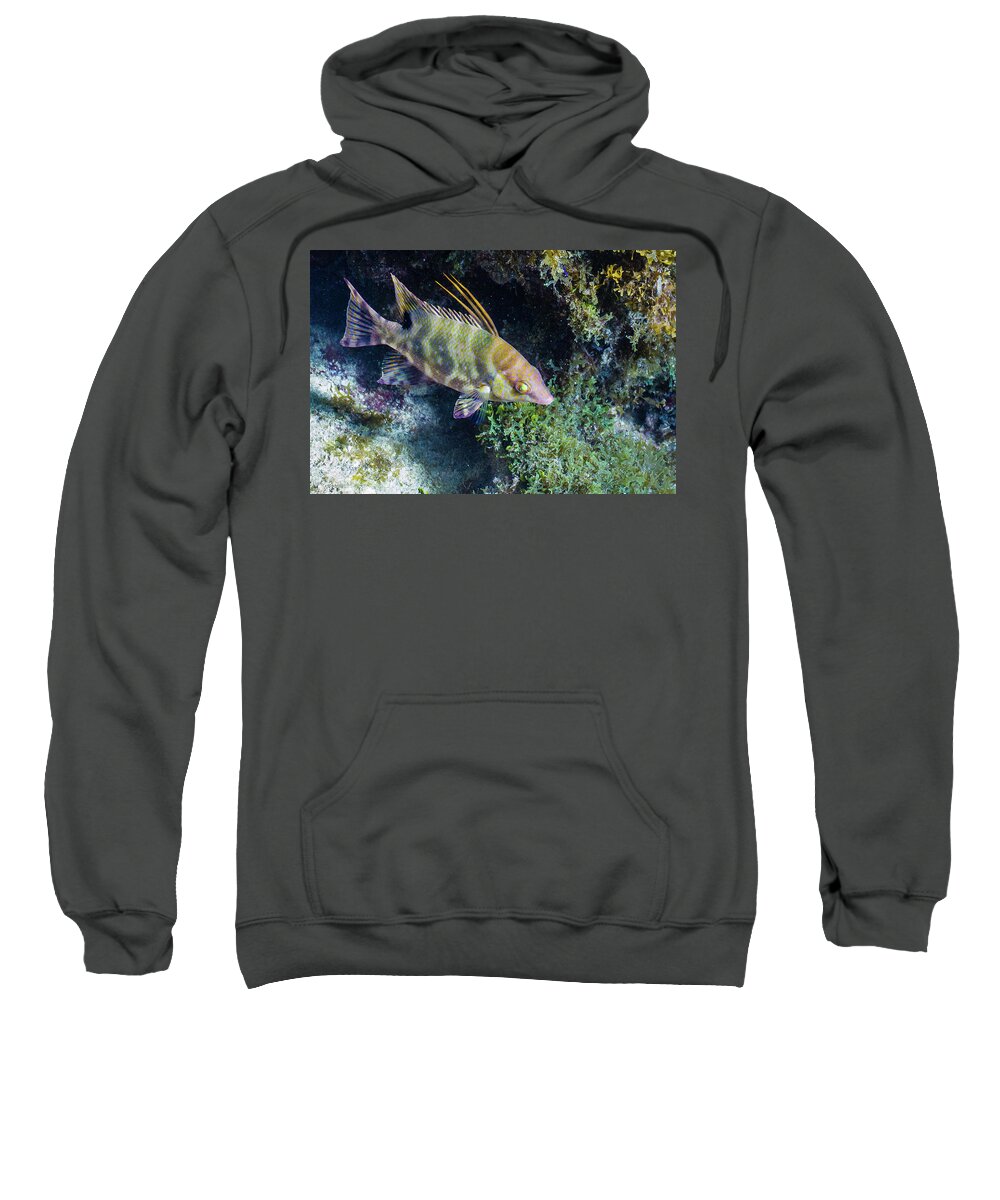 Animals Sweatshirt featuring the photograph Keys Mascot by Lynne Browne