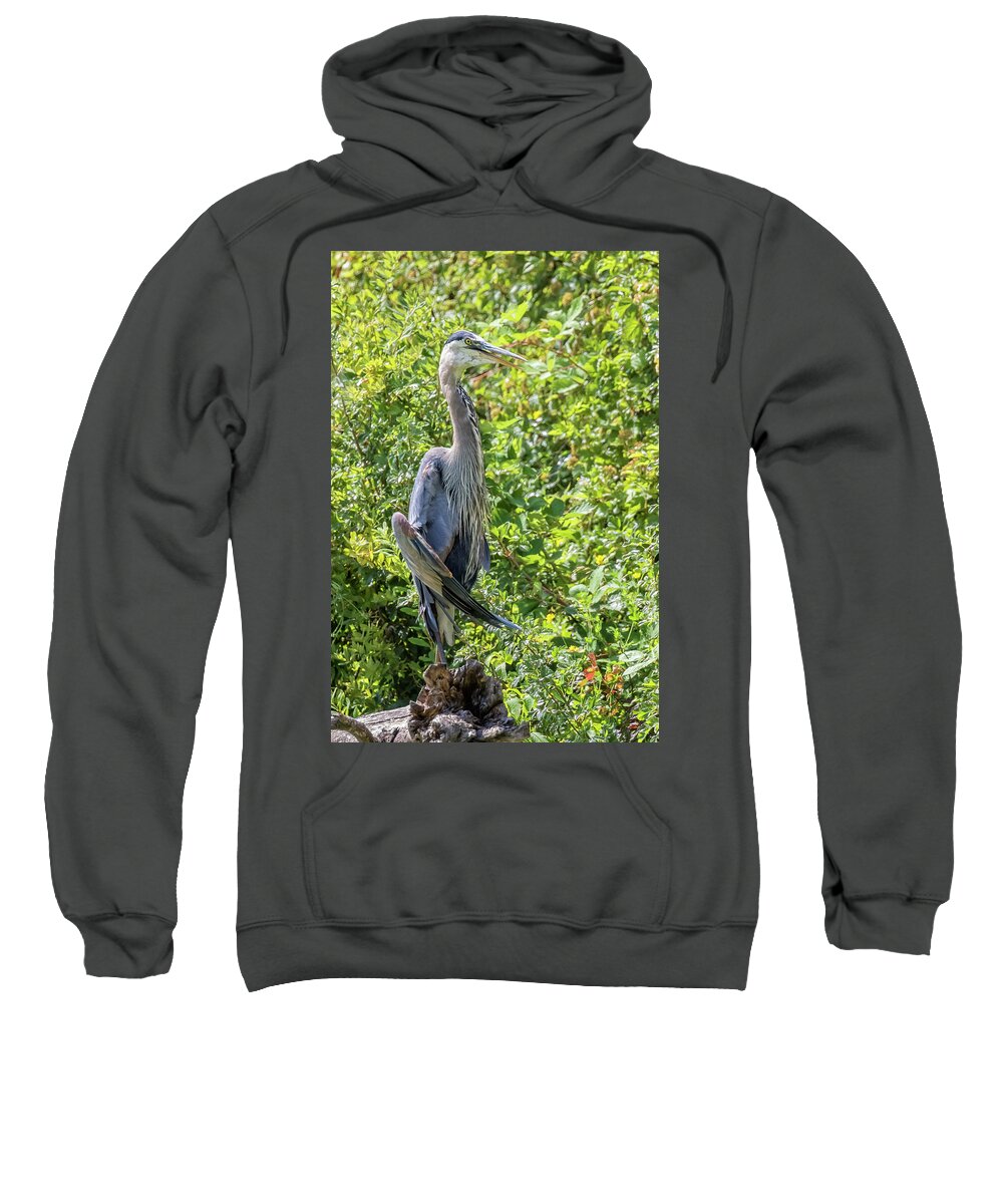 Great Blue Heron Sweatshirt featuring the photograph Large Great Blue Heron with a Full Craw, No. 1 by Belinda Greb