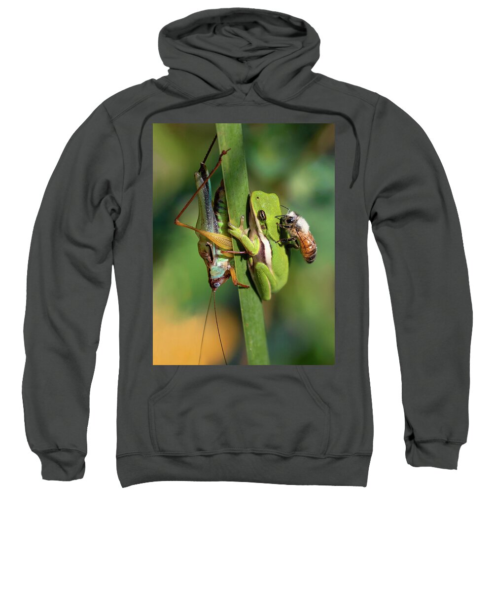 Katydid Sweatshirt featuring the photograph Gangs All Here by Art Cole