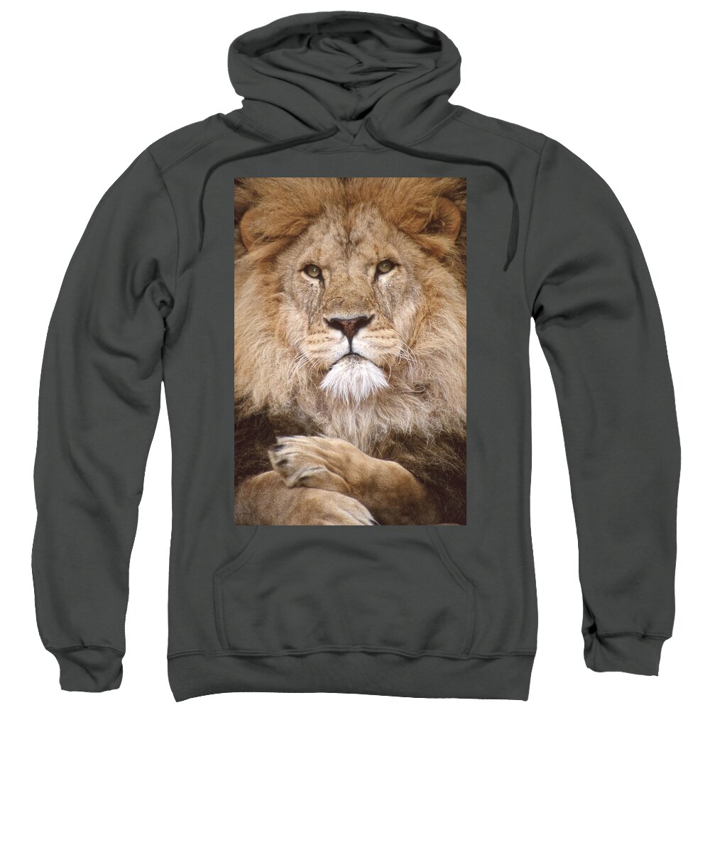 Lion Sweatshirt featuring the photograph Lion King Staring by Russel Considine