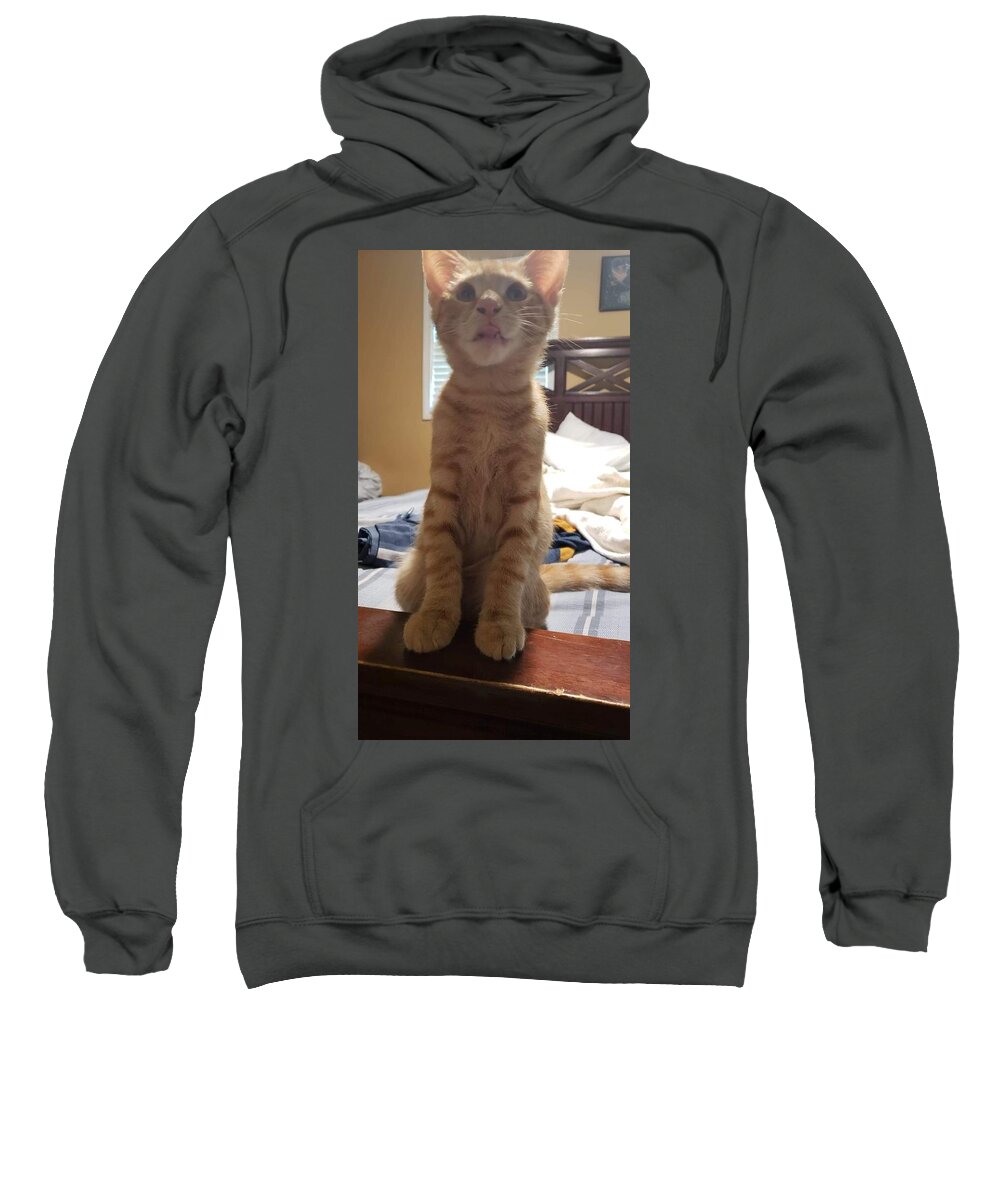 Cat Sweatshirt featuring the photograph Look Of Shock by Aaron Martens