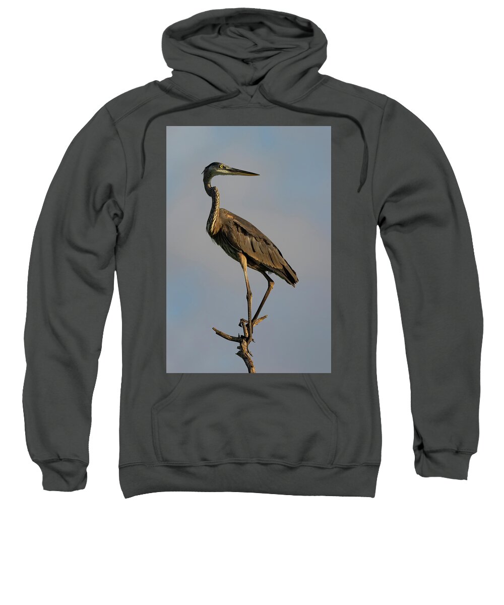 Birds Sweatshirt featuring the photograph Looking Back by RD Allen
