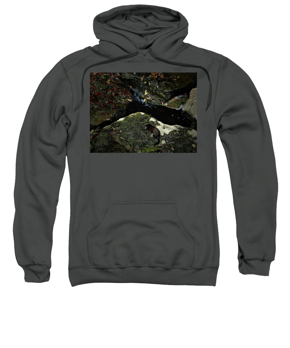Lunch Time Sweatshirt featuring the photograph Lunch Time by Cyryn Fyrcyd