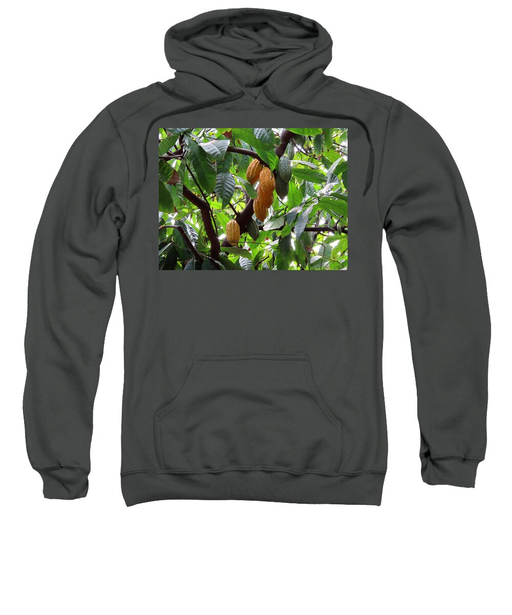 Cocoa Sweatshirt featuring the photograph Maui Cocoa Beans by Keith Stokes