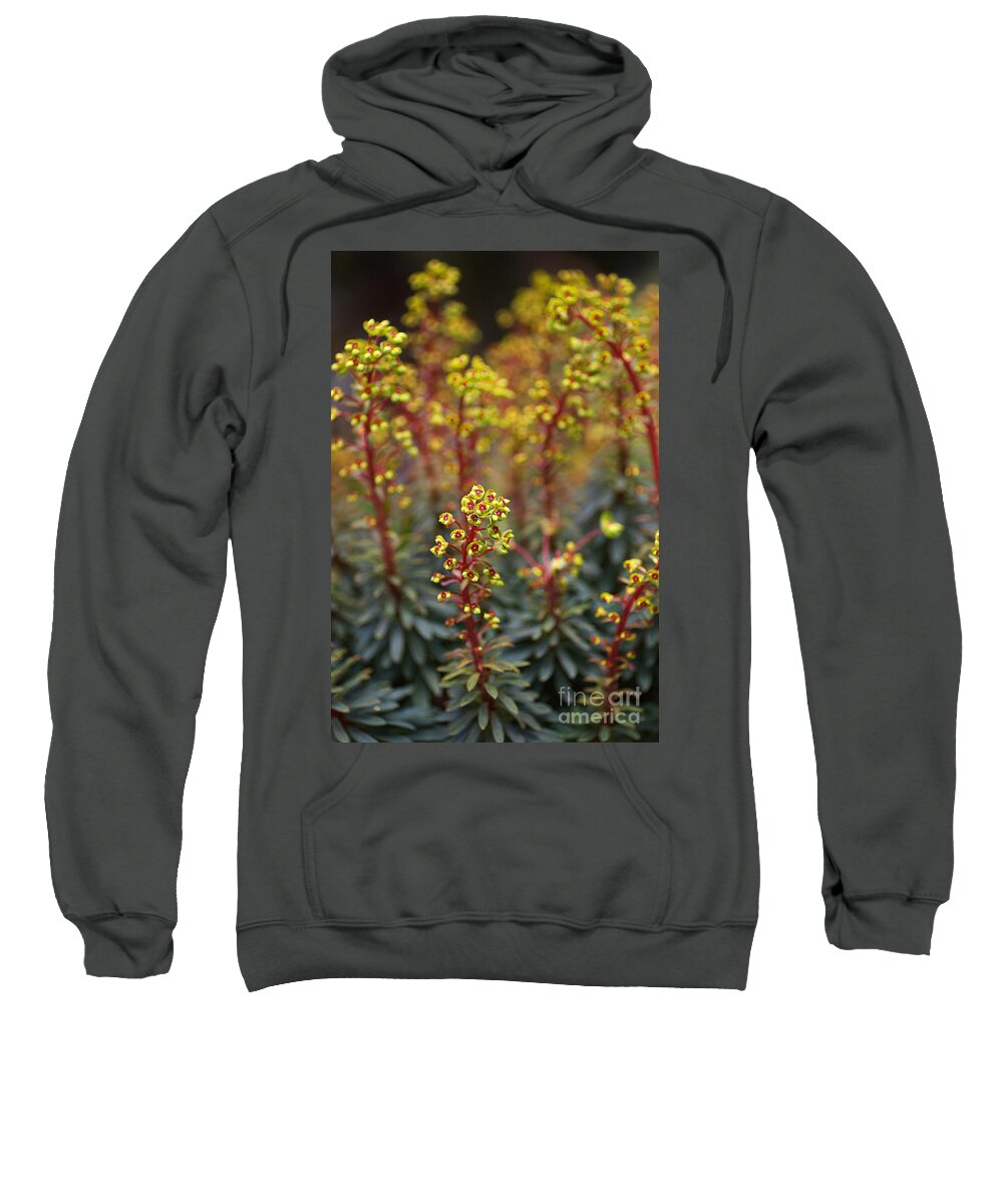 Euphorbia Characias Sweatshirt featuring the photograph Mediterranean Spurge Buds by Joy Watson