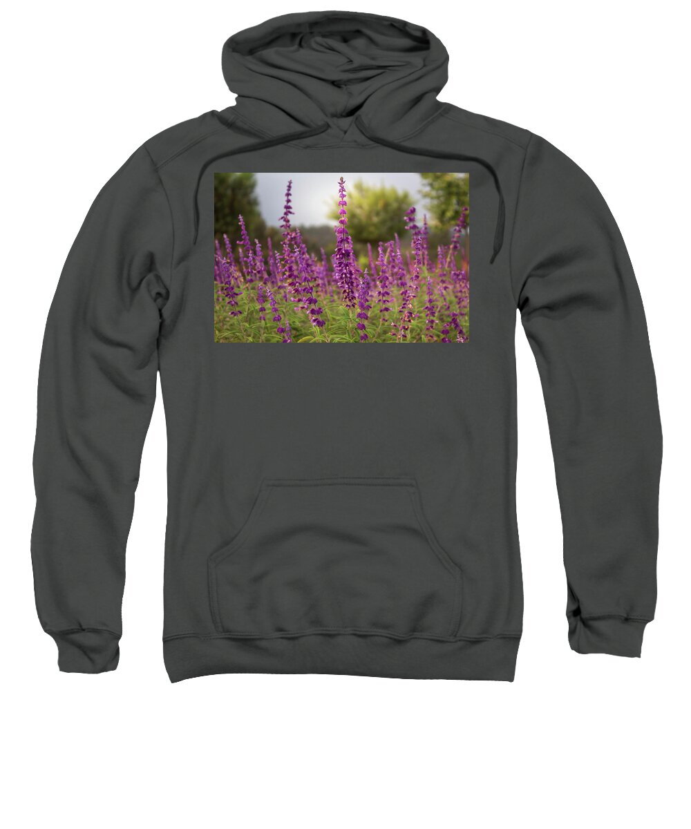 Mexican Bush Sage Sweatshirt featuring the photograph Mexican Sage Plants by Alison Frank