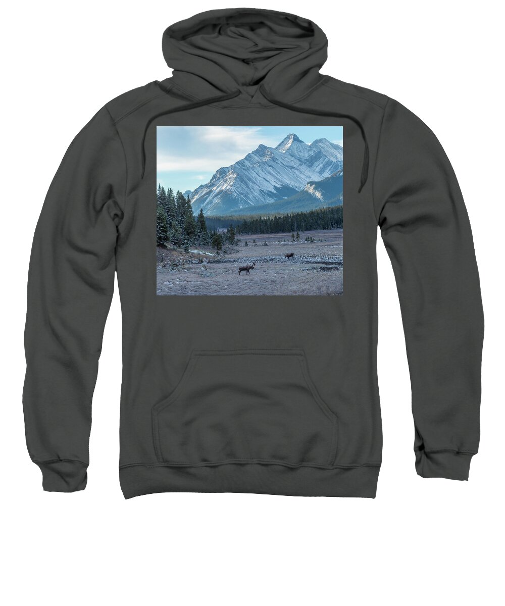  Sweatshirt featuring the photograph Moose 1 by Kevin Dietrich