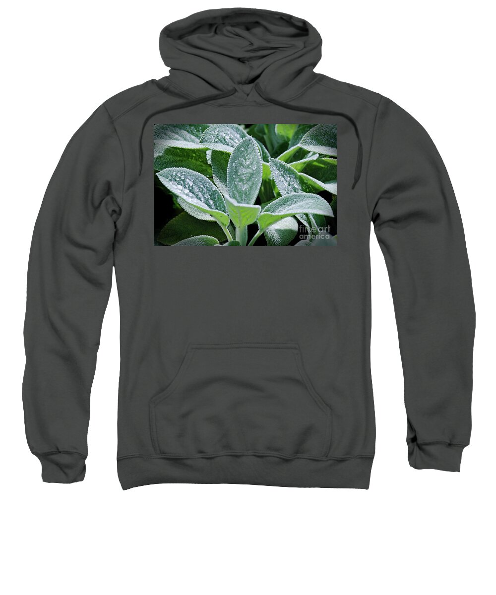 Green Plant; Lamb's Ear; Stachys Byzantina; Dew; Water; Raindrops; Botanical; Greenery; Plant; Leaves; Green; Silver; Horizontal Sweatshirt featuring the photograph Morning Dew by Tina Uihlein