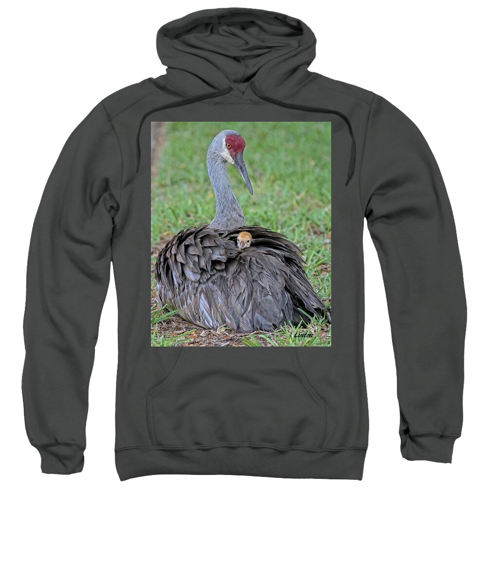 Sandhill Crane Sweatshirt featuring the digital art MOTHER SANDHILL CRANE AND CHICK cps by Larry Linton