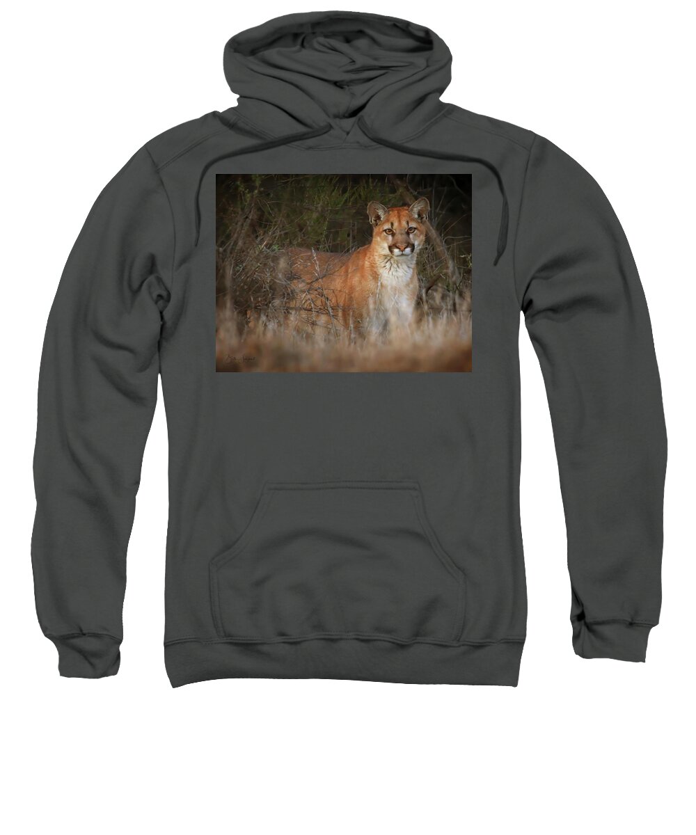 Mountain Lion Sweatshirt featuring the photograph Mountain Lion Encounter by Beth Sargent