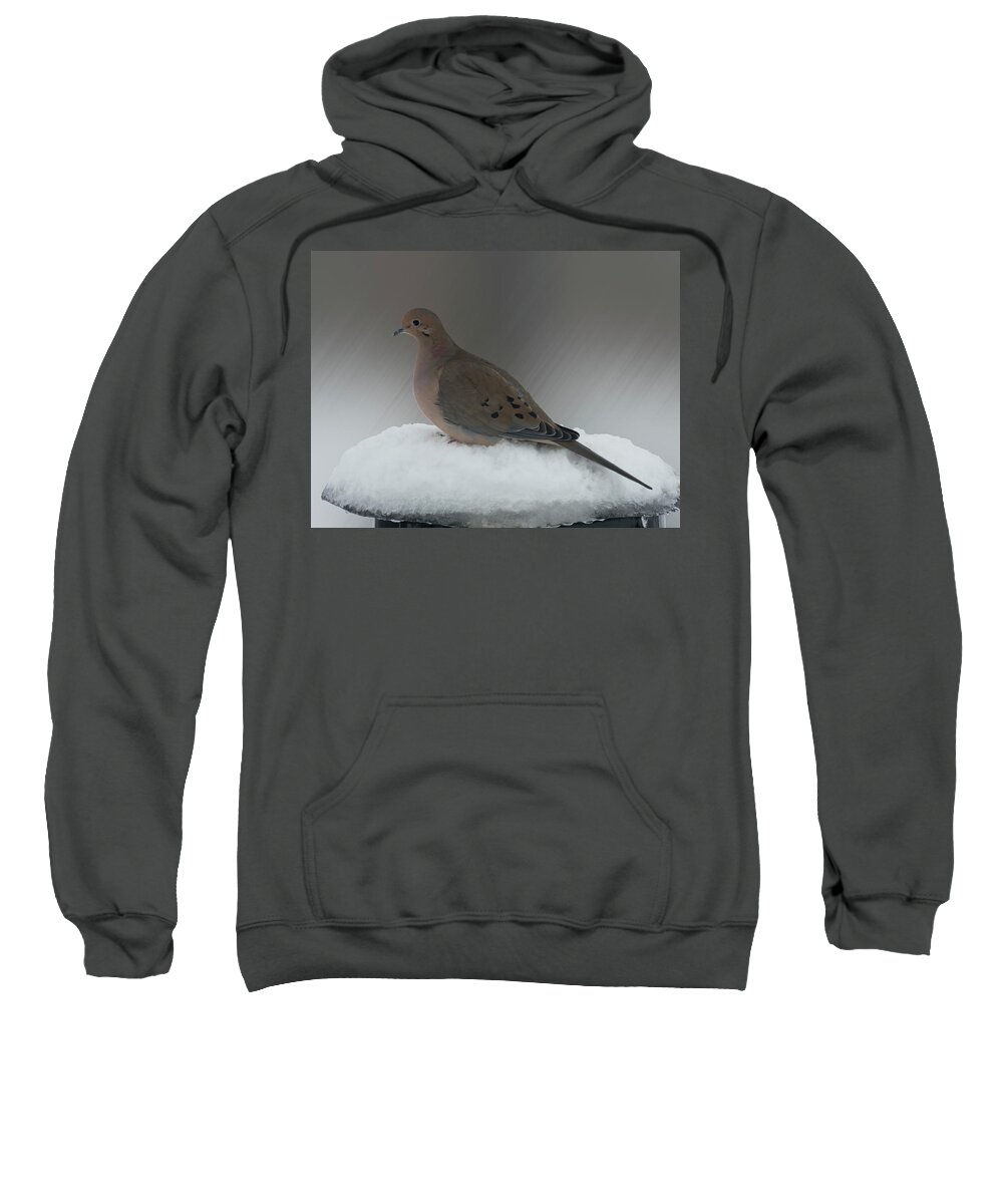 Bird Sweatshirt featuring the photograph Mourning Dove by Leslie Montgomery