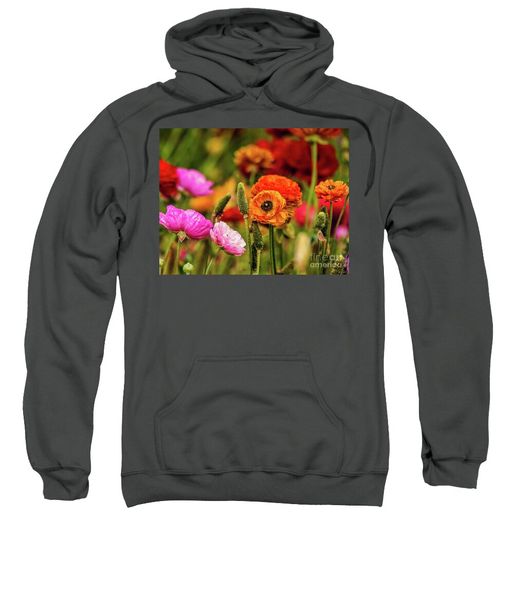 Persian Buttercups Sweatshirt featuring the photograph Multi-colored Persian Buttercups by Abigail Diane Photography