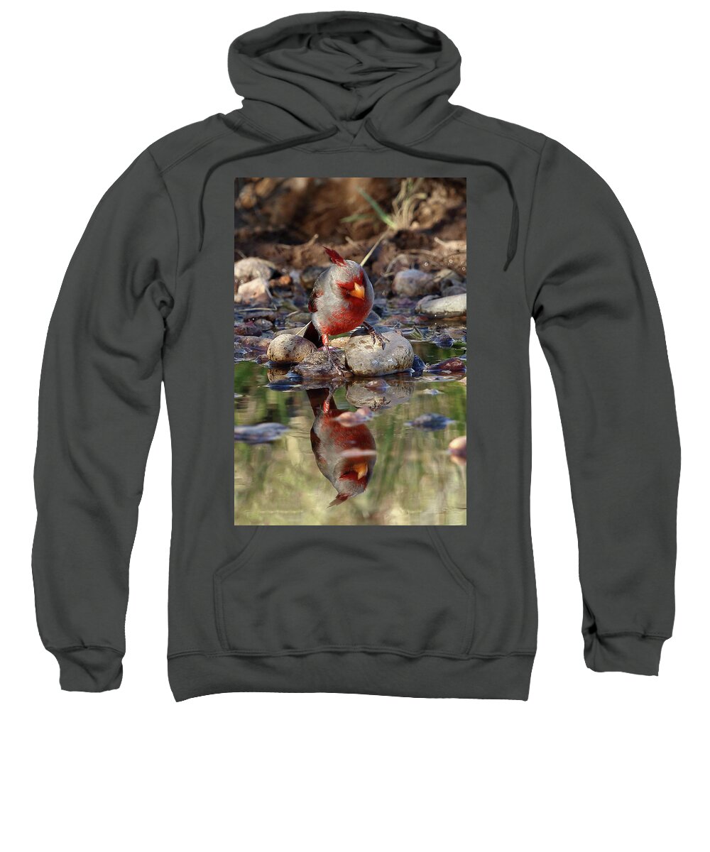 Pyrrhuloxia Sweatshirt featuring the photograph Narcissus by Steve Wolfe