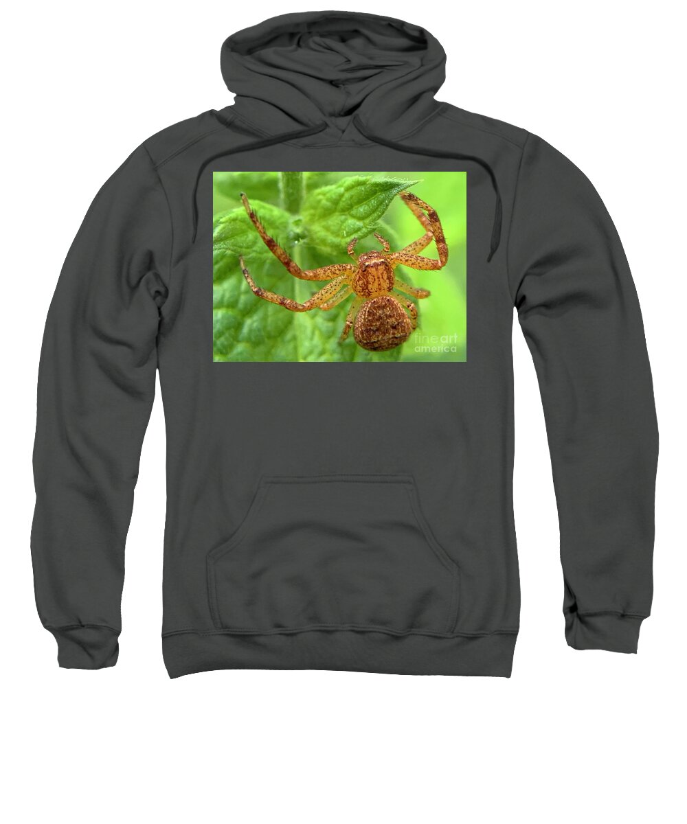 Spider Sweatshirt featuring the photograph Northern Crab Spider by Catherine Wilson