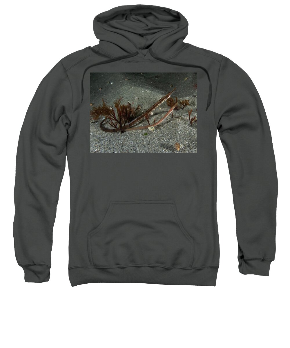 Fish Sweatshirt featuring the photograph Northern pipefish by Brian Weber