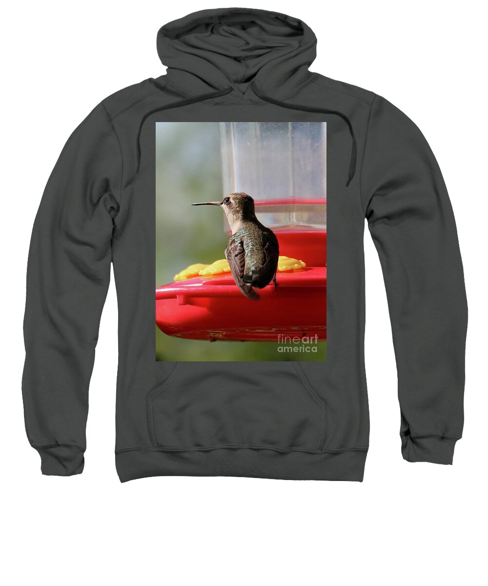 Hummingbird Sweatshirt featuring the photograph On Alert Hummingbird by Carol Groenen