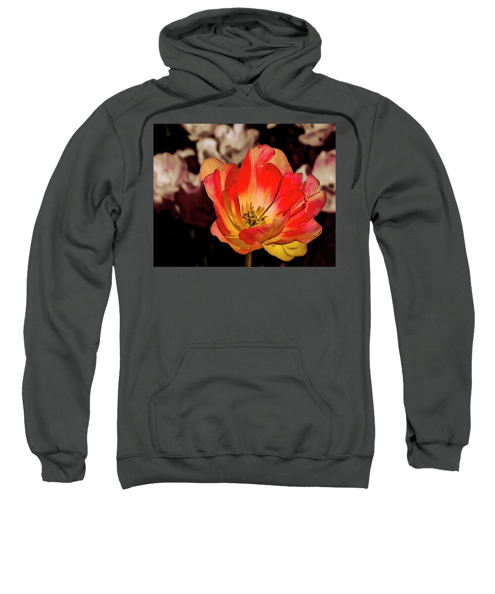 A Tulip At Rest Sweatshirt featuring the photograph Open for Viewing by Dale Stillman