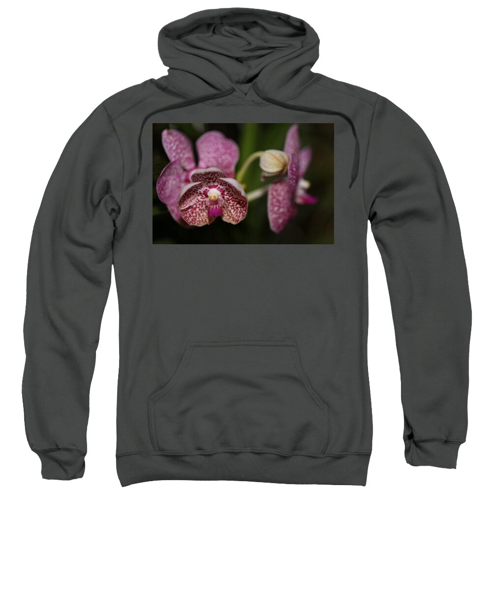 Orchid Sweatshirt featuring the photograph Orchids by Mingming Jiang
